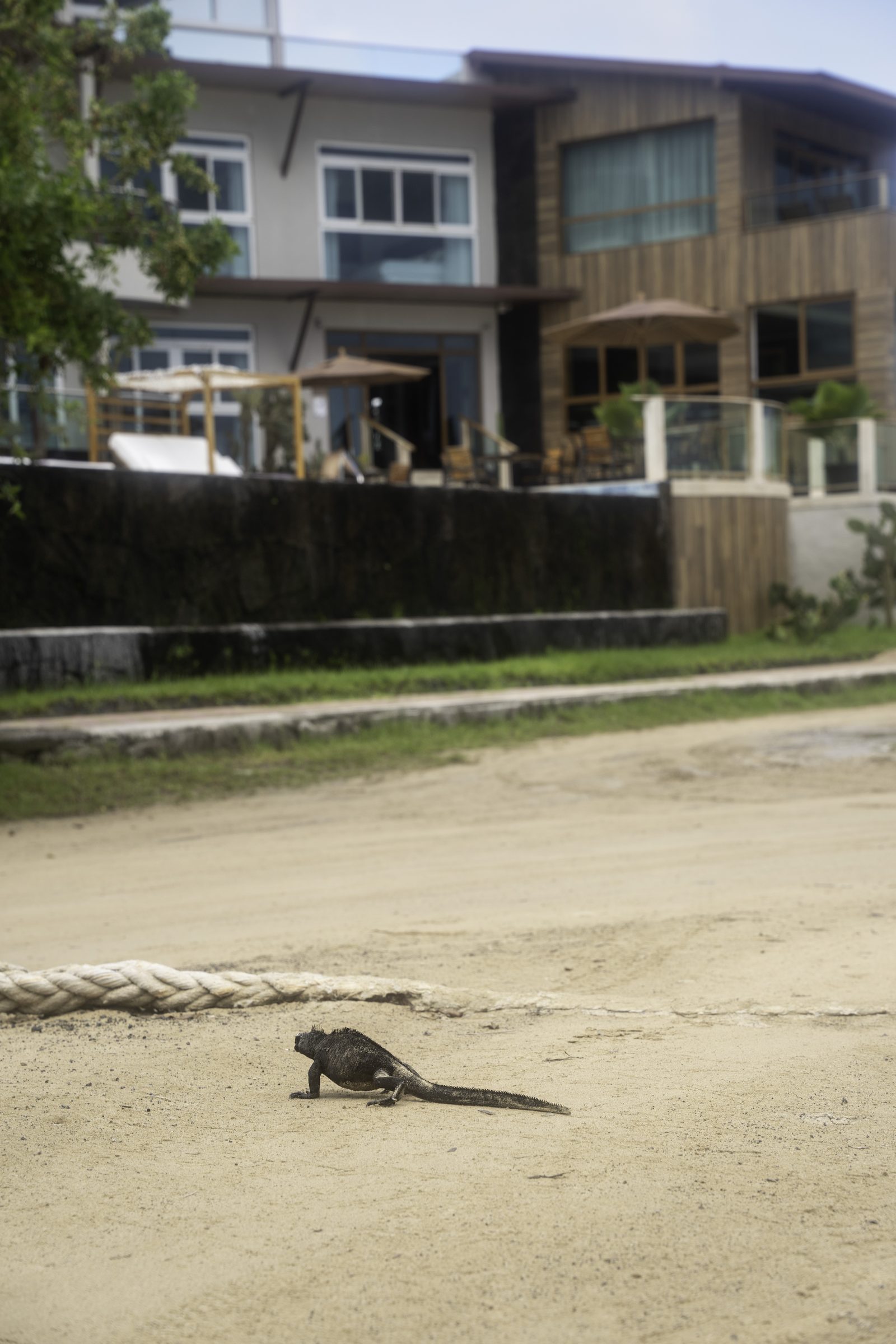 Iguana Crossing